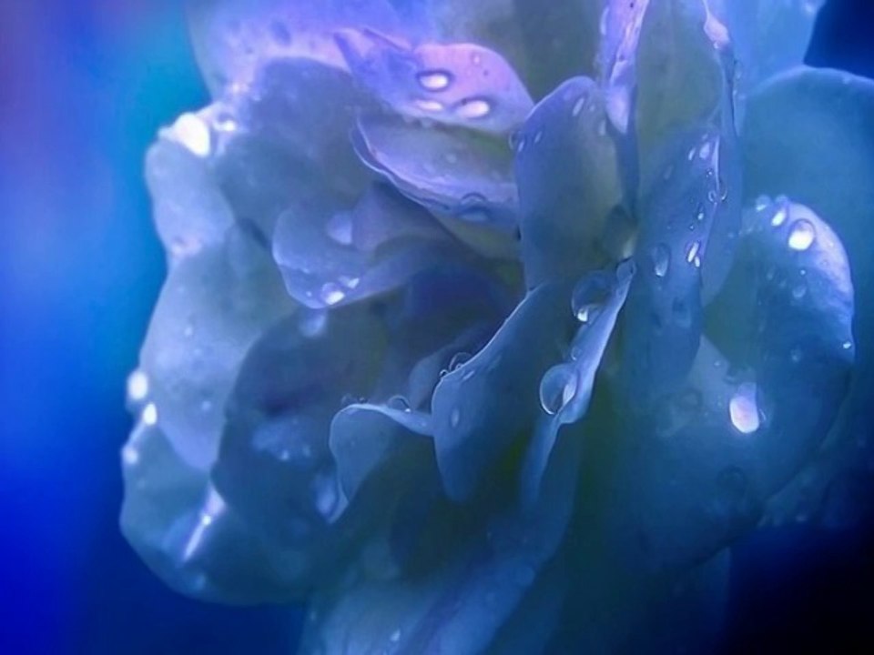 "A.S. & F.A - Лунная соната" ( "A.S. & F.A -Moonlight Sonata" )