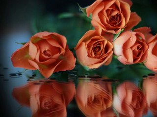 "Cosmic Port - Розы на столе" ( "Cosmic Port - Roses On A Table" )а столе