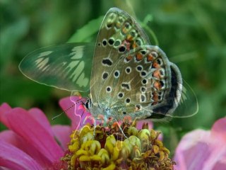 "Gato Barbieri - Butterfly" ( "Гато Барбьери - Бабочка" )