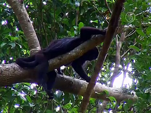 Город майя Калакмуль попал в список ЮНЕСКО