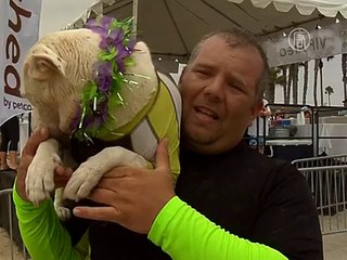 Cоревнования по собачьему сёрфингу прошли в Калифорнии