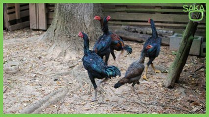 Horoza Artistlik Yapan Veledin Sonu