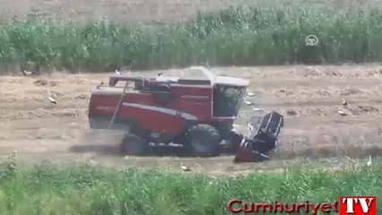 Leyleklerin besin kaynağı: Böcek ve tarla fareleri