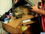 Kediyi kendinden geçiren masaj