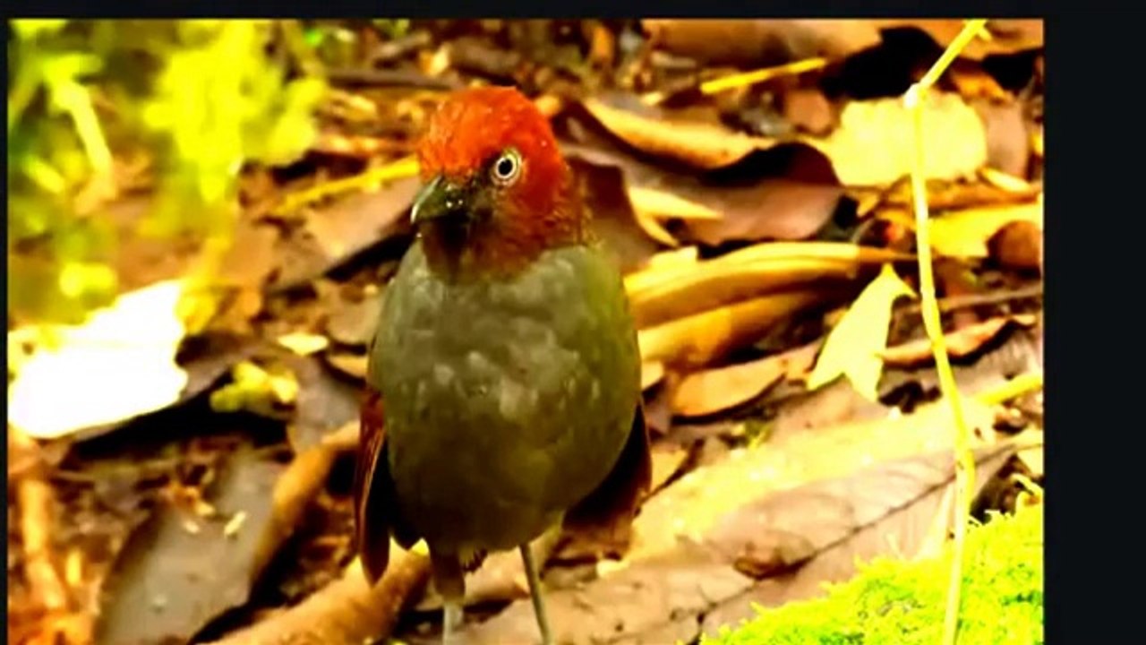Birds of Paradise Beautiful  Rare Birds