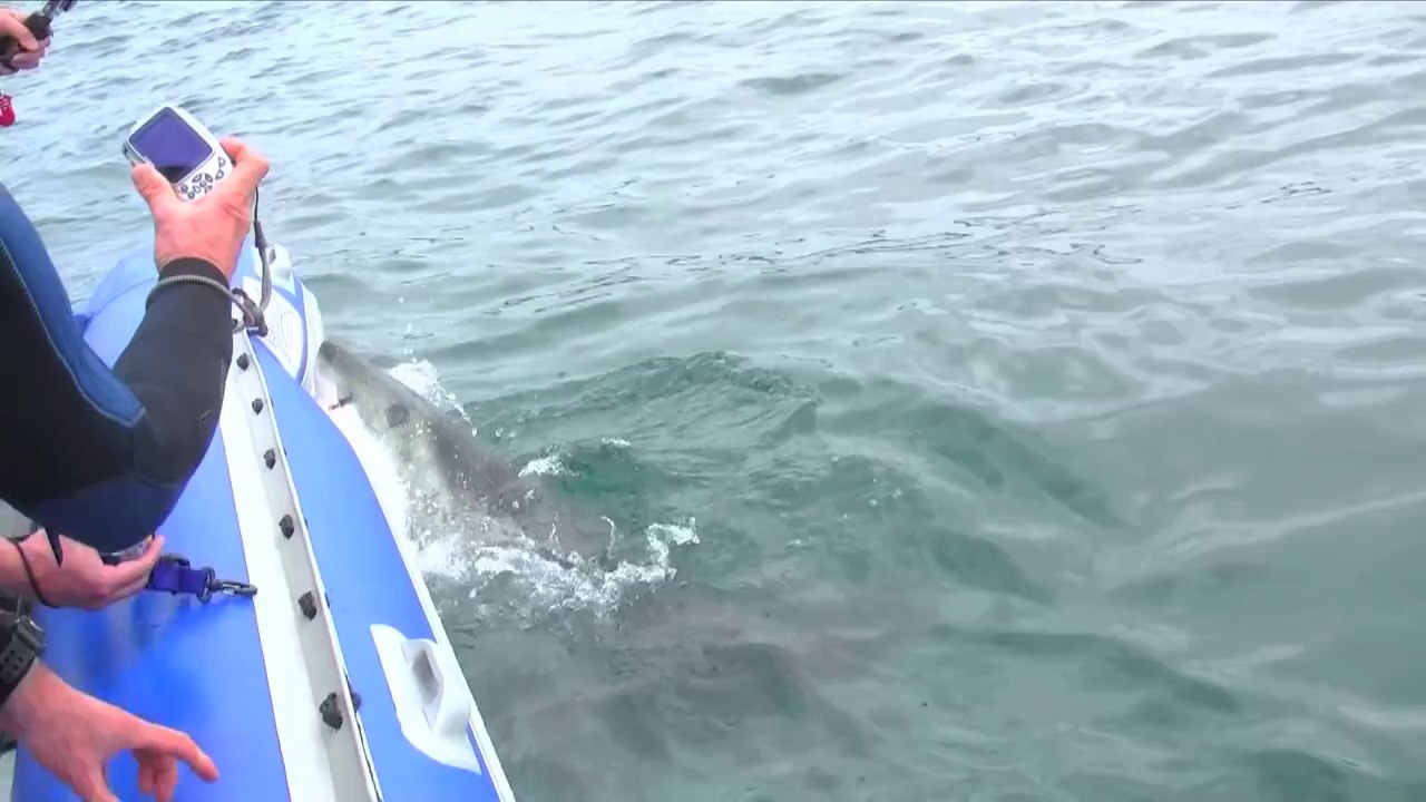 Great White Shark Attacks Inflatable Boat! (Exclusive Video)
