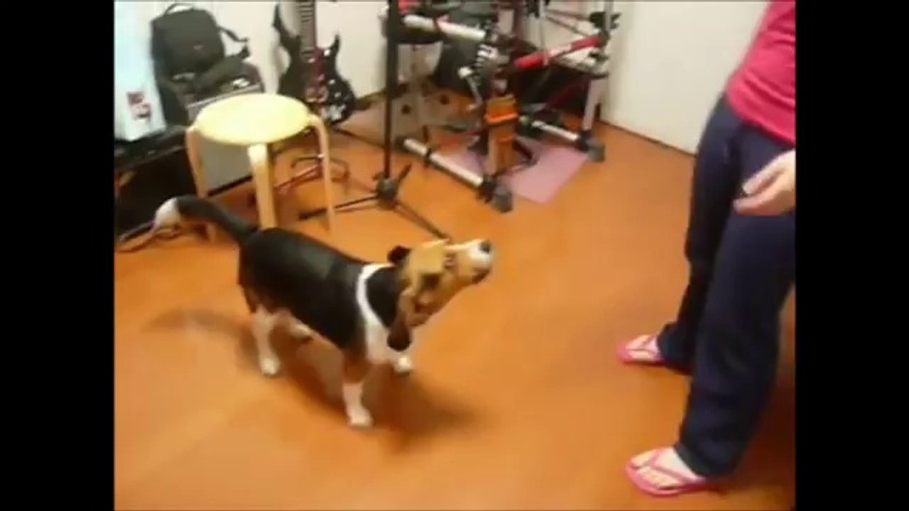 FUNNY DOG VIDEOS