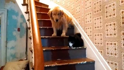 Cachorro medroso fica com medo de gato e não desce escada