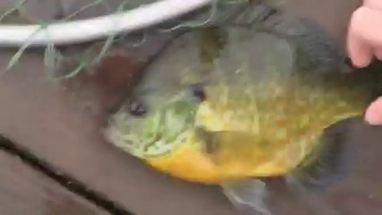 How To Catch Fish Without Fishing Rod