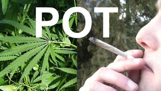 Legal Weed in Colorado