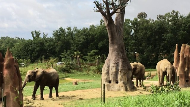 ELEPHANT ZOO AFRICAN SAFARI PLAISANCE DU TOUCH