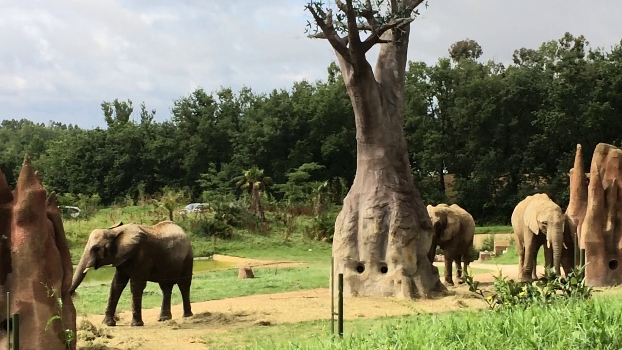 ELEPHANT ZOO AFRICAN SAFARI PLAISANCE DU TOUCH