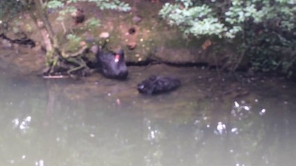 Cygne noir zoo Safari african plaisance