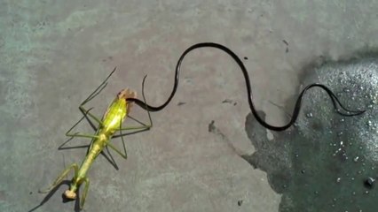 Mante religieuse en mode zombie.