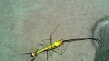 Zombie mantis... Dead bug walking because of worm! Crazy...