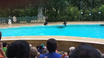 Spectacle otari zoo Safari  african plaisance du Touch