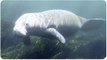 Kayaking with Manatees | Swimming with Sea Cows