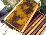 Arıcılık Videoları (Arıların Bakımı)