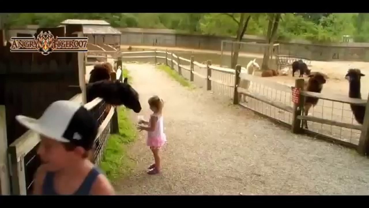 Animals Gone Wild Complication