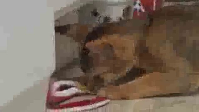 Aby Kitten Crazy about Cooked Pasta Noodle!