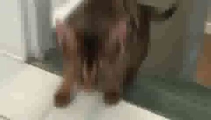 Aby Kitten Fetching a Marble UP and DOWN Stairs!!