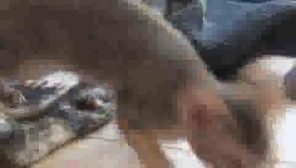 Aby Kitten Playing - Hex Bug Fun!(ipad)