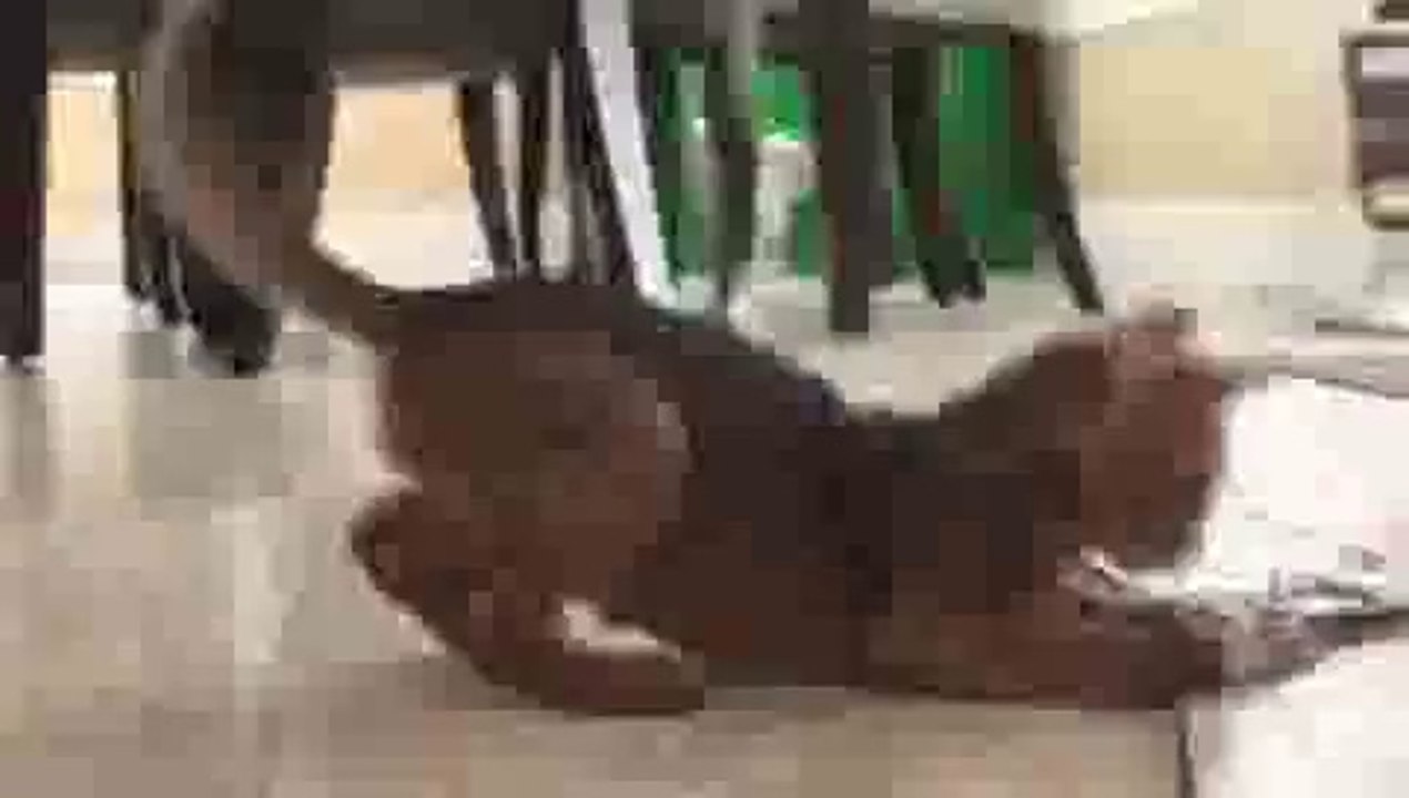 Abyssinian Kitten Fun!(ipad)