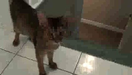 Cat Fetching Marble OVER'n OVER!