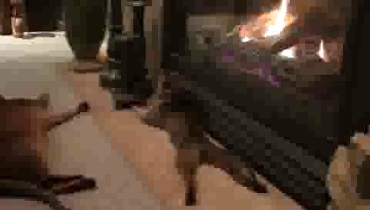 Cat Getting BAKED!!