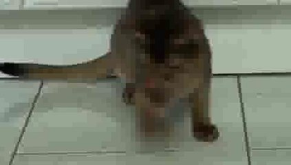 Cat plays with Laser Pointer