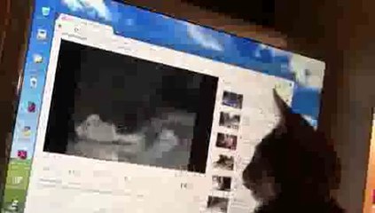 Cat Reaction to YouTube Video