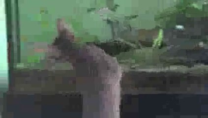 Fish Tease Kitten - Kitten FAIL!(ipad)