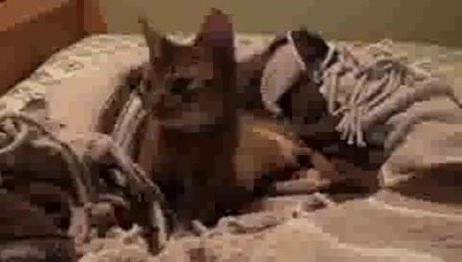 Happy Cat Purring(ipad)