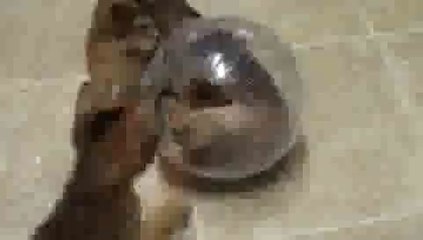 Kitten ADDICTED to HAMSTER BALL!!(ipad)