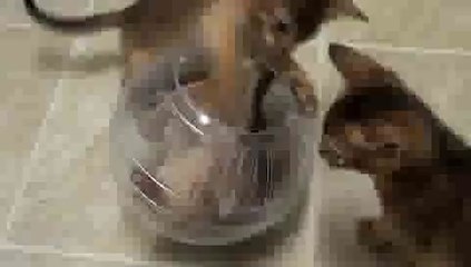 Kitten ADDICTED to HAMSTER BALL!!