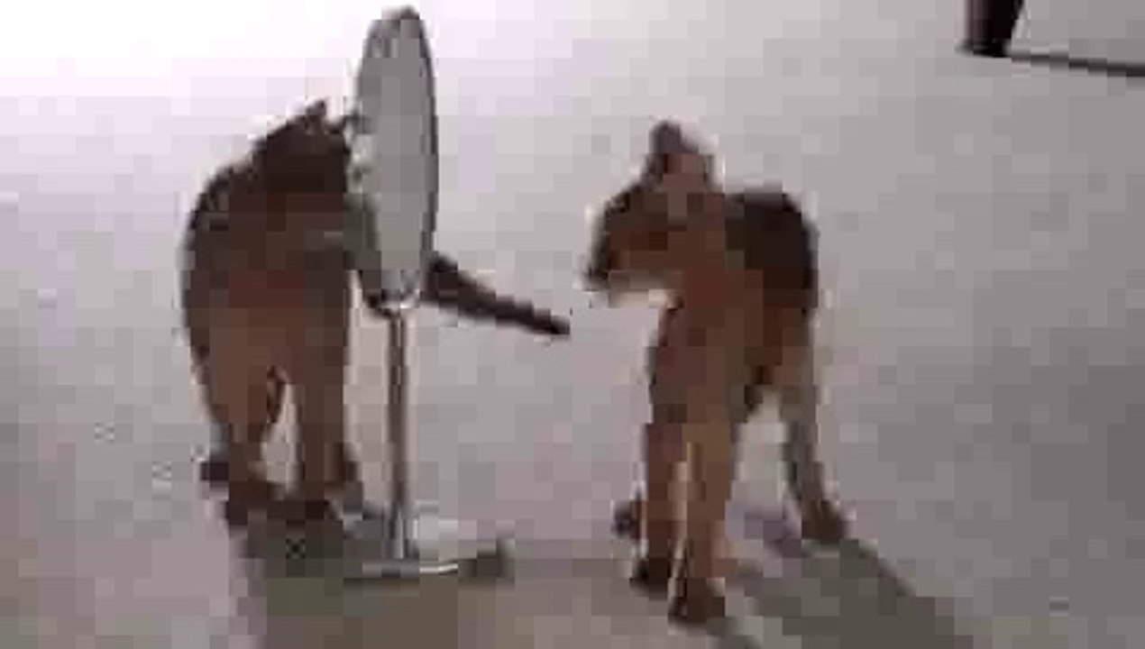 Kitten Finds Mirror(ipad)