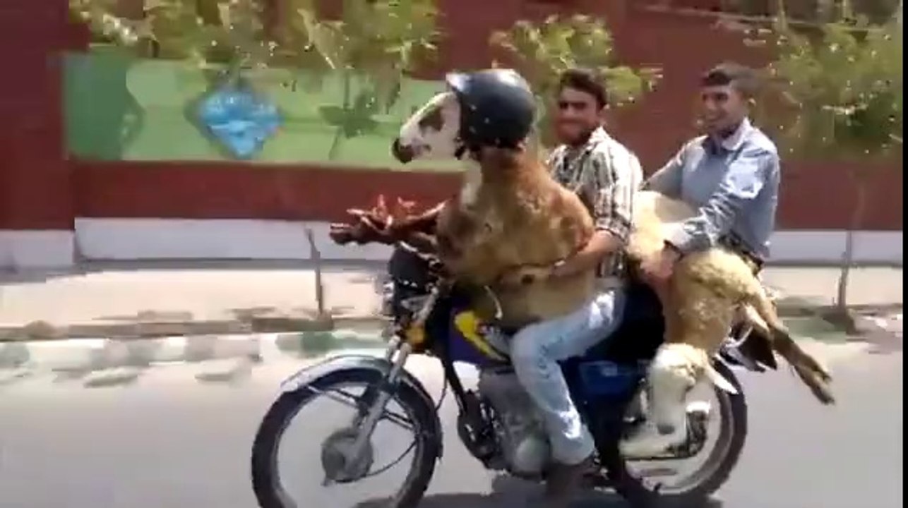 Motorsiklette nasil 2 koyun tasinir izleyin