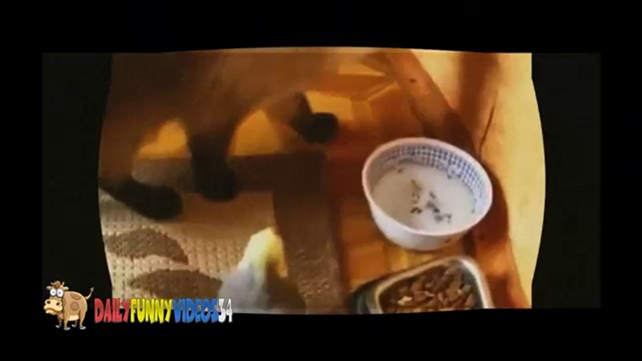Funny Cats -Funny Animal Videos _  Fail Compilation - Funny Videos 2014