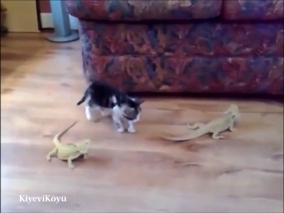 kedi nasilda korktu ama