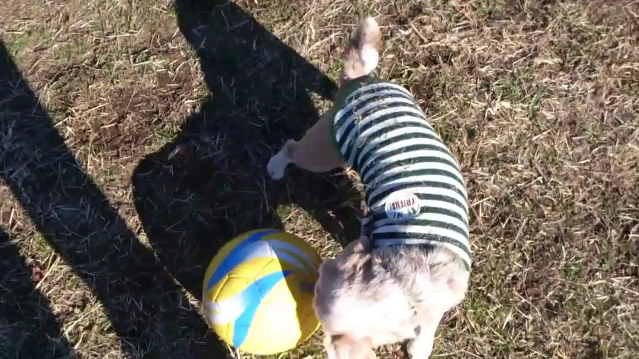 Ne Messi,ne Ronaldo..En büyük golcü bizim köpüş