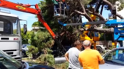 IcaroTv. Pino crolla su auto parcheggiate a Riccione