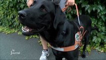 Cécité : Premiers pas avec un chien-guide (La Roche-sur-Yon)