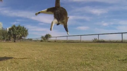 Parkour de chat #2