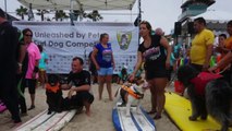 Dogs Take Part In Surfing Competition