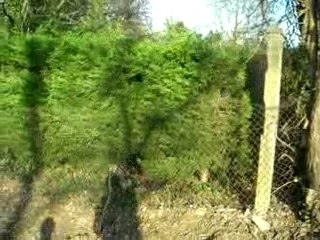 Bush in the park by matthis