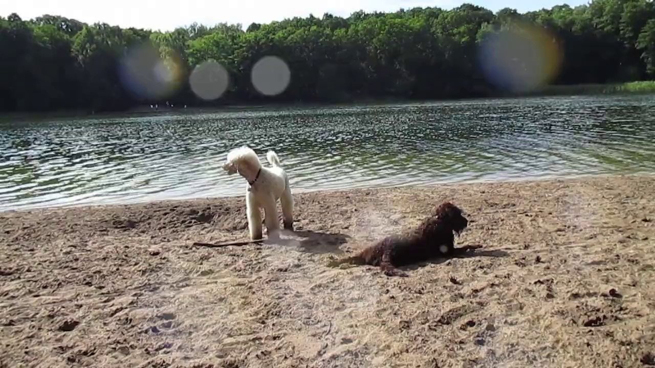 Albert & Caya: Ein Tag am Grunewaldsee