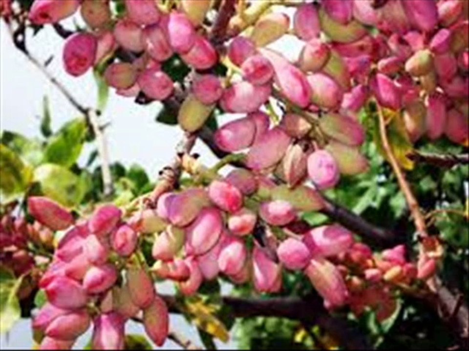 YILDIZ DEMİRKOL SAVAŞ-yıldızlıtürküler-DAĞDA KIRARLAR CEVİZİ