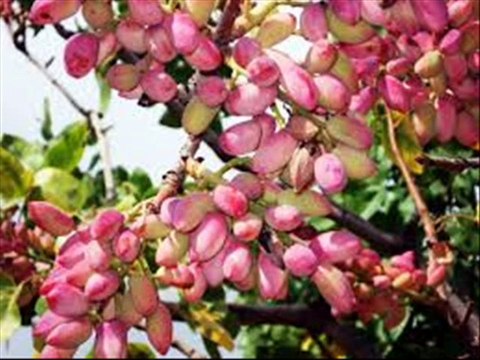 YILDIZ DEMİRKOL SAVAŞ-yıldızlıtürküler-DAĞDA KIRARLAR CEVİZİ