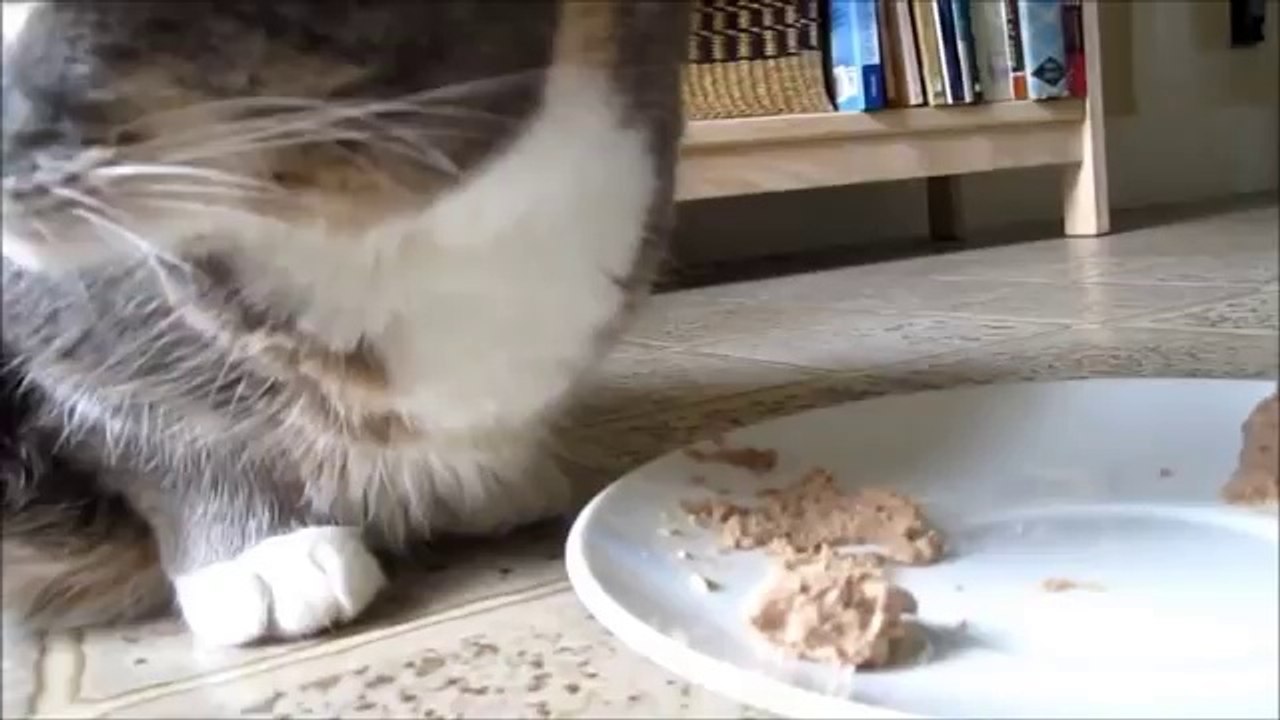 CATS EATING NOISES