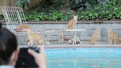 Behind the Scenes: Cats by the Pool